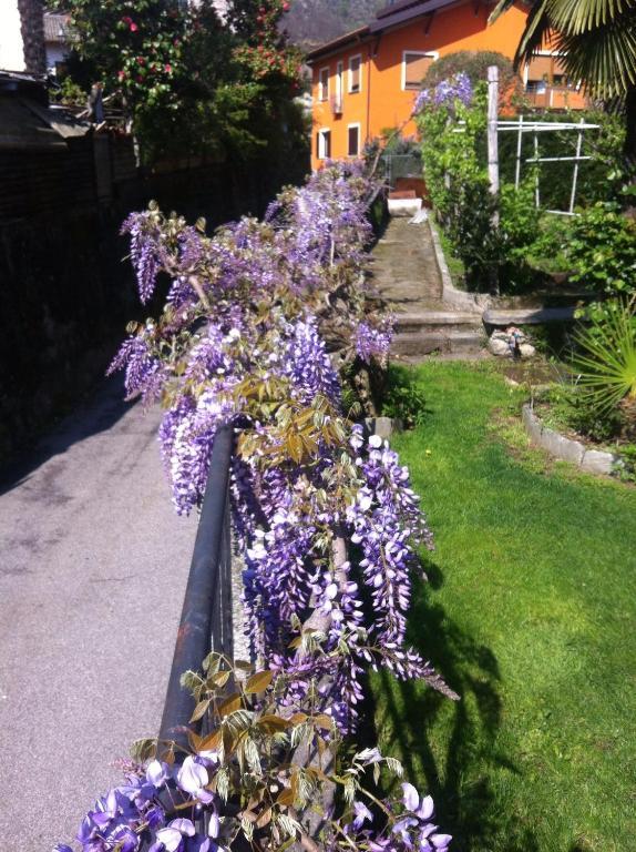 B&B Villa Dei Pini Cannobio Buitenkant foto