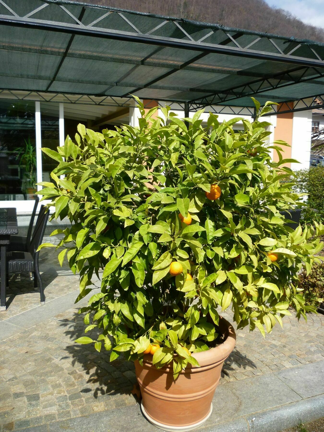 B&B Villa Dei Pini Cannobio Buitenkant foto